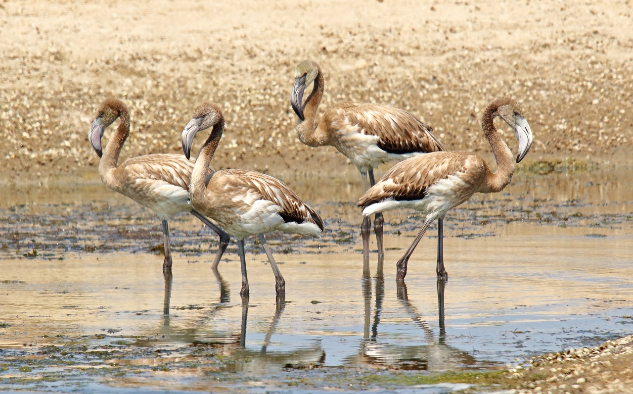 The sporadic summer drying out of the Pantani Cuba & Pantan - Bild 2